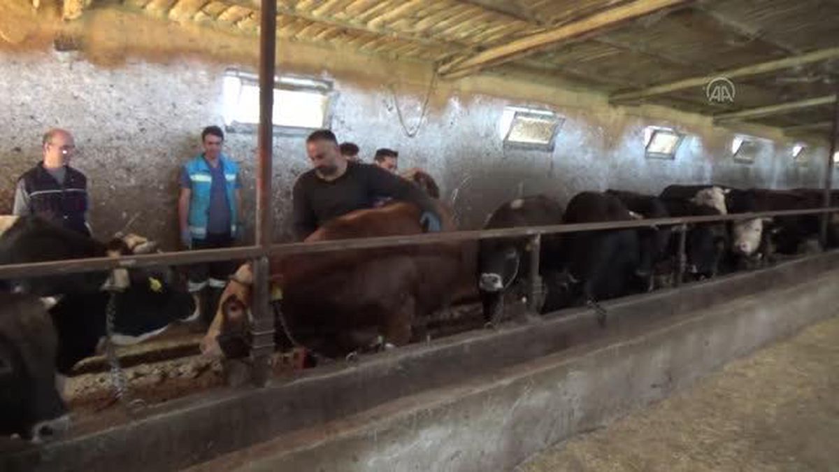 Trakya'ya gidecek kurbanlıklara şap önlemi