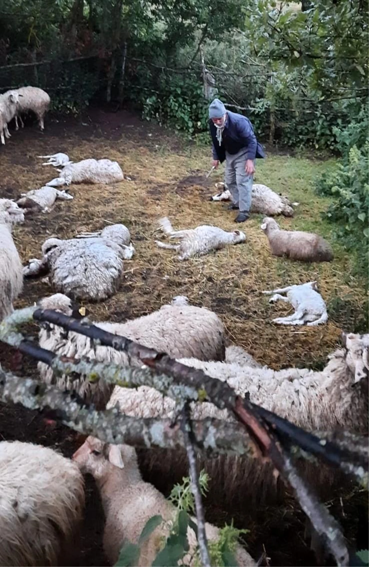 Kurt sürüsü yaylada etrafı çitle çevrili ağıla girerek 35 koyunu öldürdü