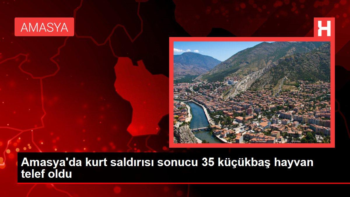 Amasya'da kurt saldırısı sonucu 35 küçükbaş hayvan telef oldu