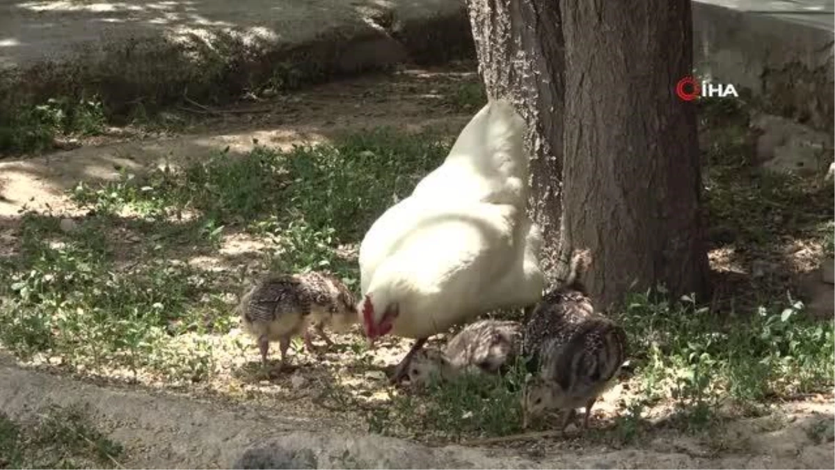 Annelerinin bakmadığı hindi yavrularını tavuk sahiplendi