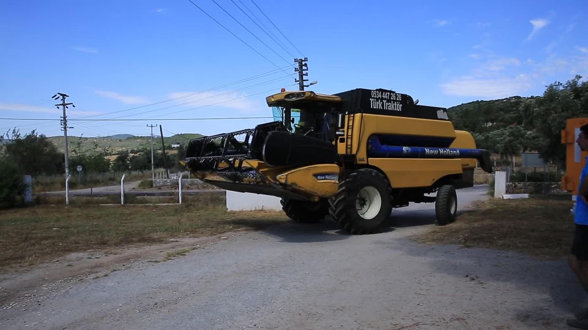 Bodrum Belediyesi'nin Ata Tohumundan Ürettiği Buğdaylar İçin Hasat Zamanı