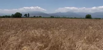 İzmir'de Karakılçık Buğdayı Eken Üreticinin Yüzü Güldü