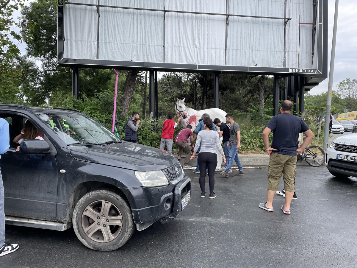 Maslak\'ta binicilik kulüplerinin bulunduğu alandan kaçan ata otomobil çarptı