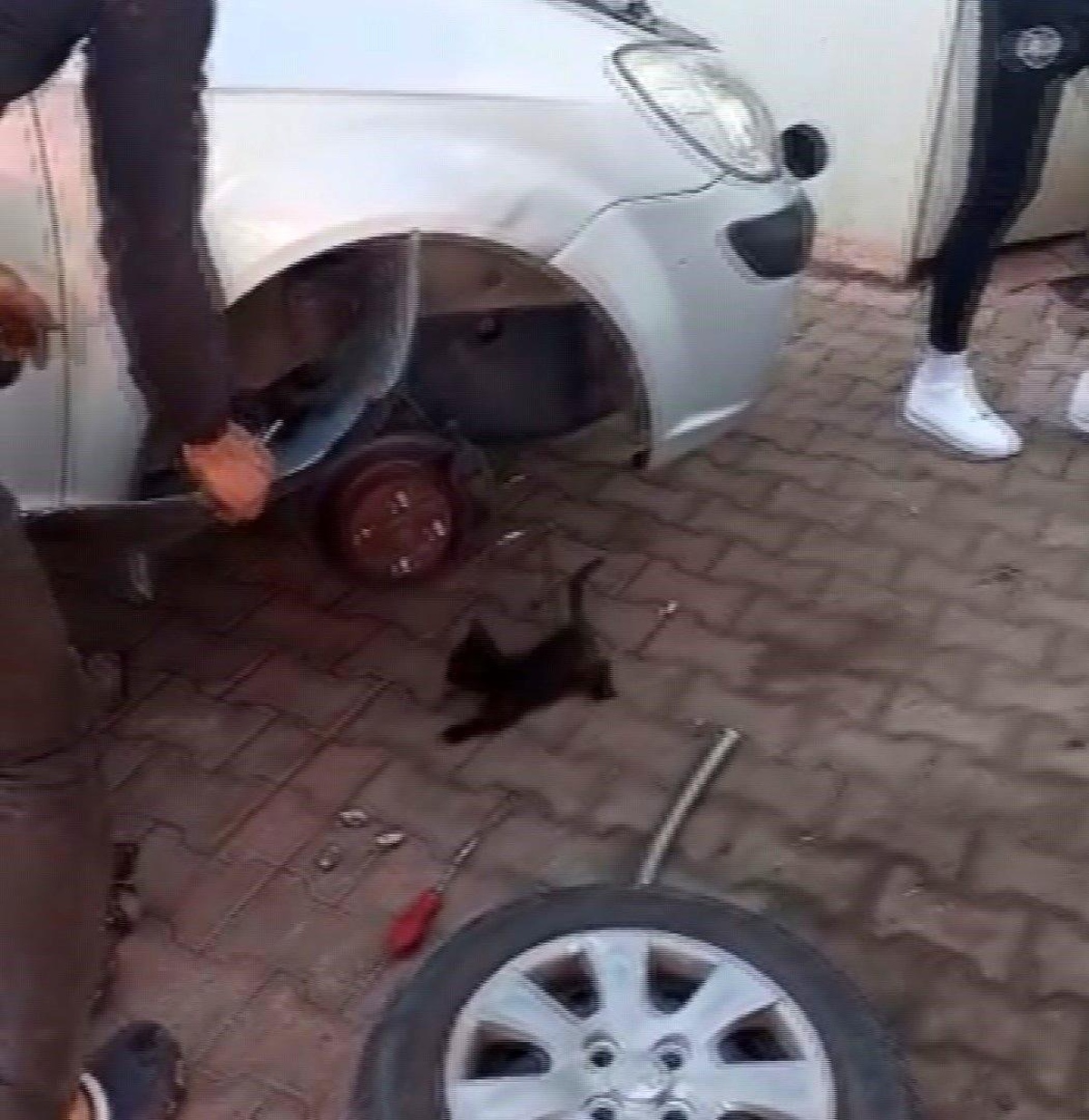 Otomobilin çamurluğuna sıkışan yavru kediyi esnaf kurtardı