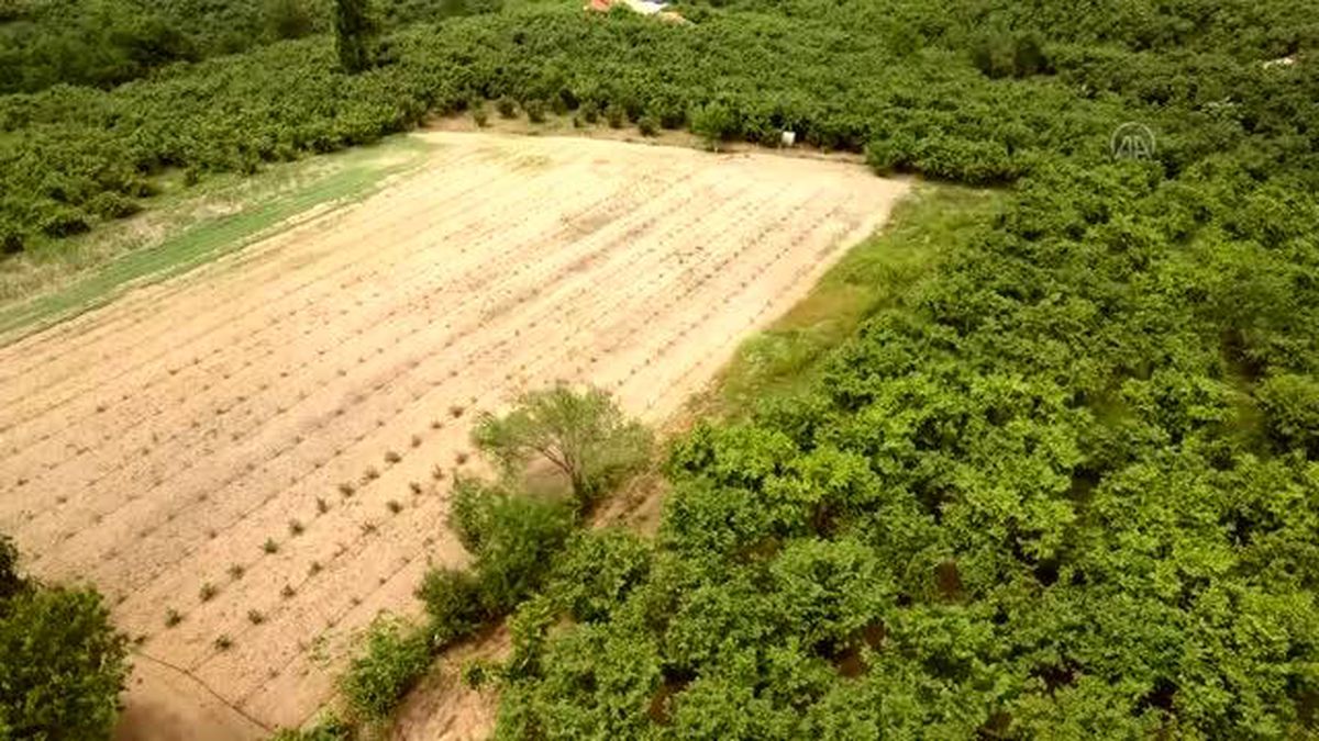 Sakarya'da aronya üretimiyle alternatif ürün yetiştirilecek