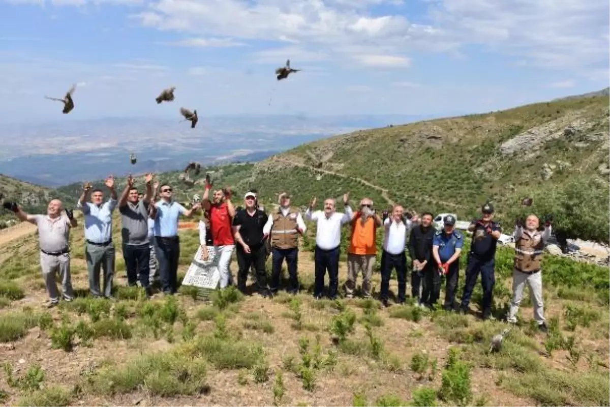 Salihli'de çekirgeyle mücadele için 250 kınalı keklik doğaya salındı