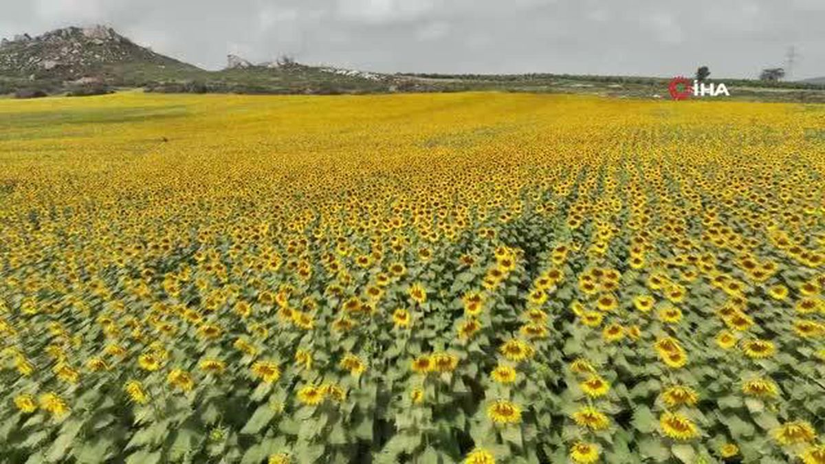 Sarı ve yeşil tonlara bürünen ayçiçeği tarlaları görsel şölen sundu