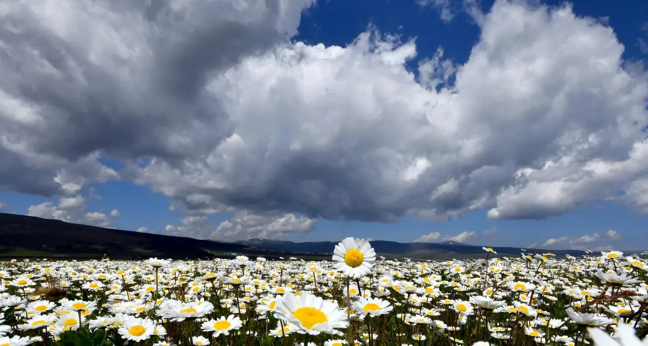 Sarıkamış\'ın doğası çiçeklerle rengarenk