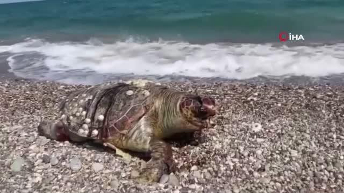 Su sporları araçlarına, caretta caretta uyarısı