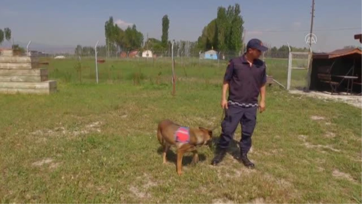 AFYONKARAHİSAR - "Dedektör köpekler" jandarmaya operasyonlarda güç katıyor