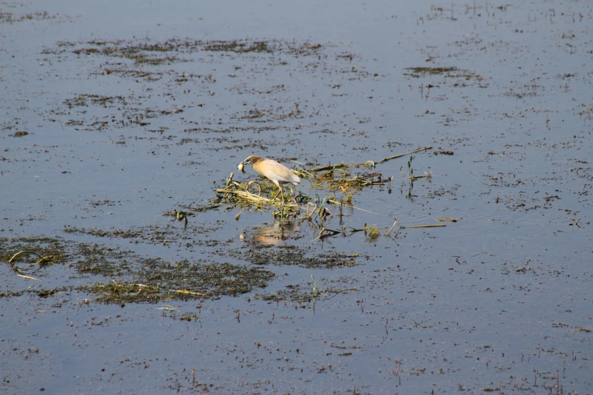 Beyşehir Gölü'nde balıkçılların balık avı objektiflere yansıdı