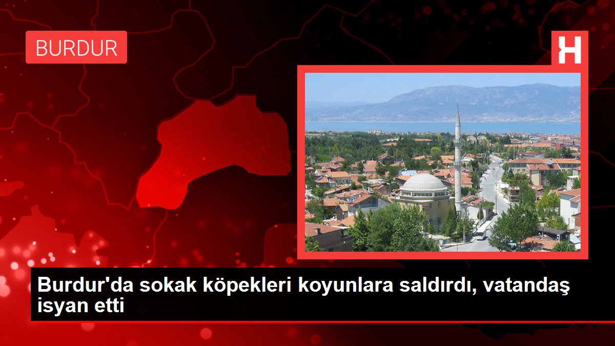 Burdur'da sokak köpekleri koyunlara saldırdı, vatandaş isyan etti
