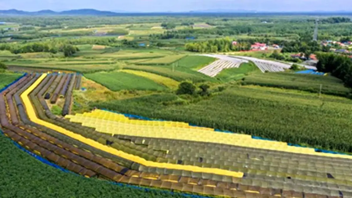 Çin\'de Ginseng Endüstrisine Destek İçin Yol Haritası Hazırlandı