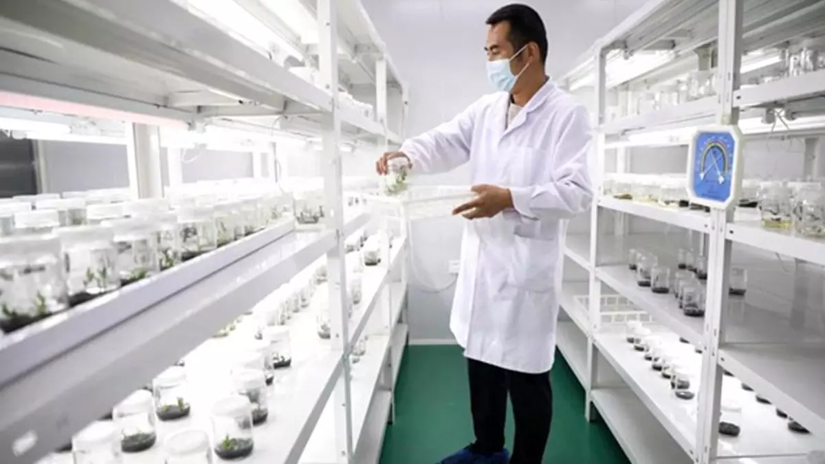 Çin'in Gansu Eyaletindeki Bitkisel İlaç Sektörünün Yüksek Kaliteli Kalkınması