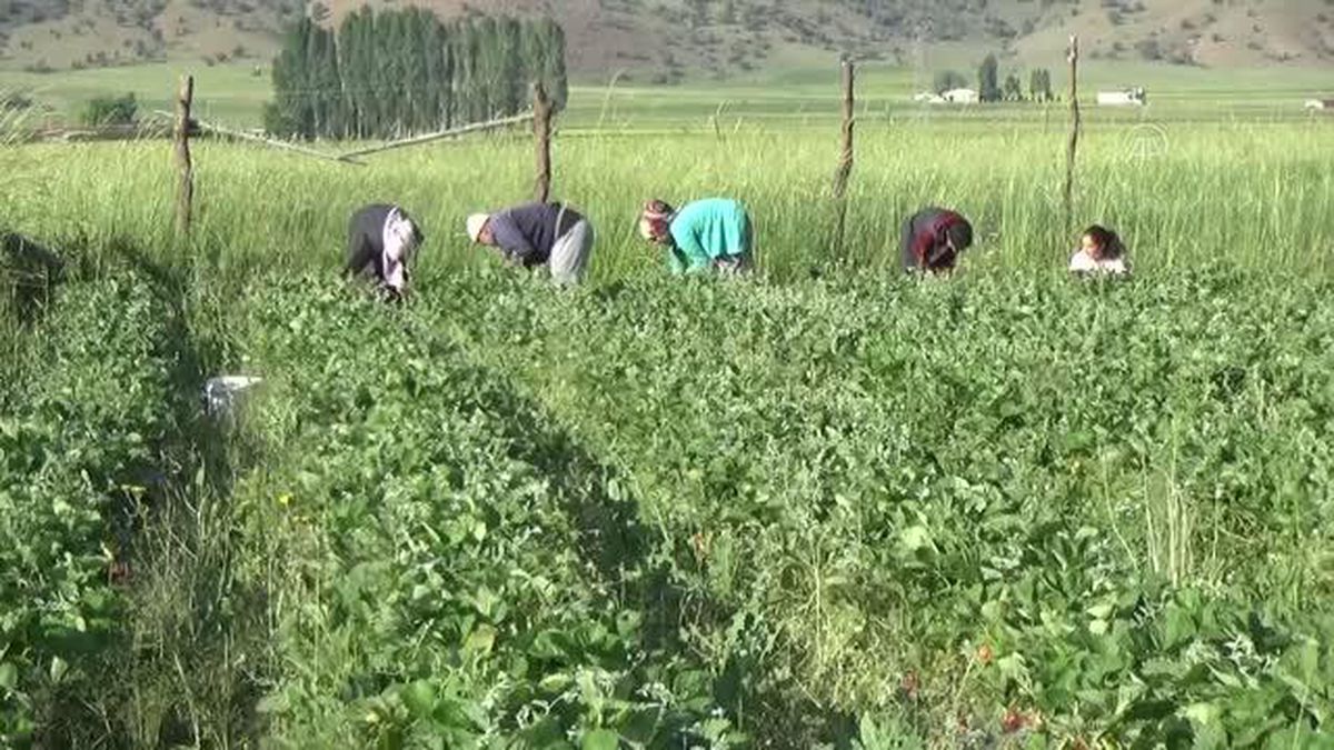 Devlet desteği ile kurulan bahçelerde çilek hasadına başlandı