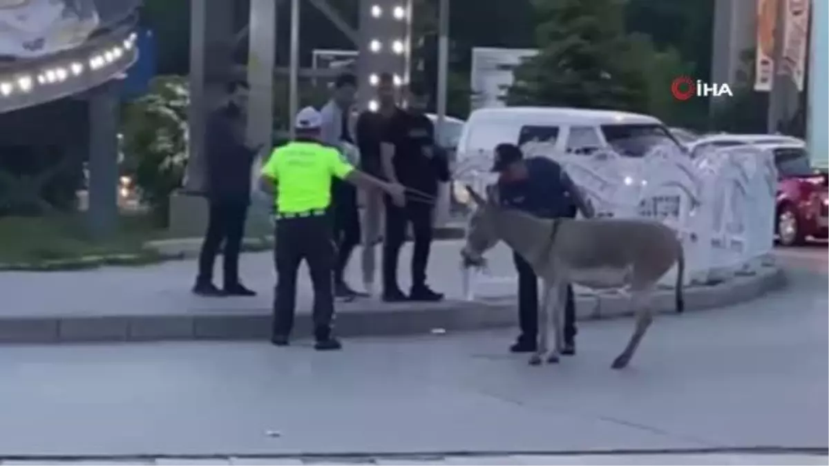 Eşeğin inadı trafiği aksattı, polis yoldan çekmek için yoğun çaba harcadı