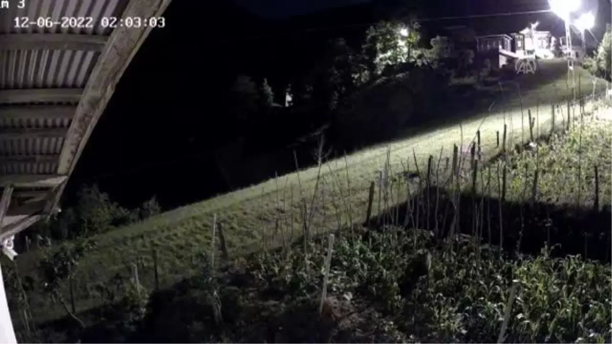 Evin bahçesine giren ayı güvenlik kamerasına yakalandı