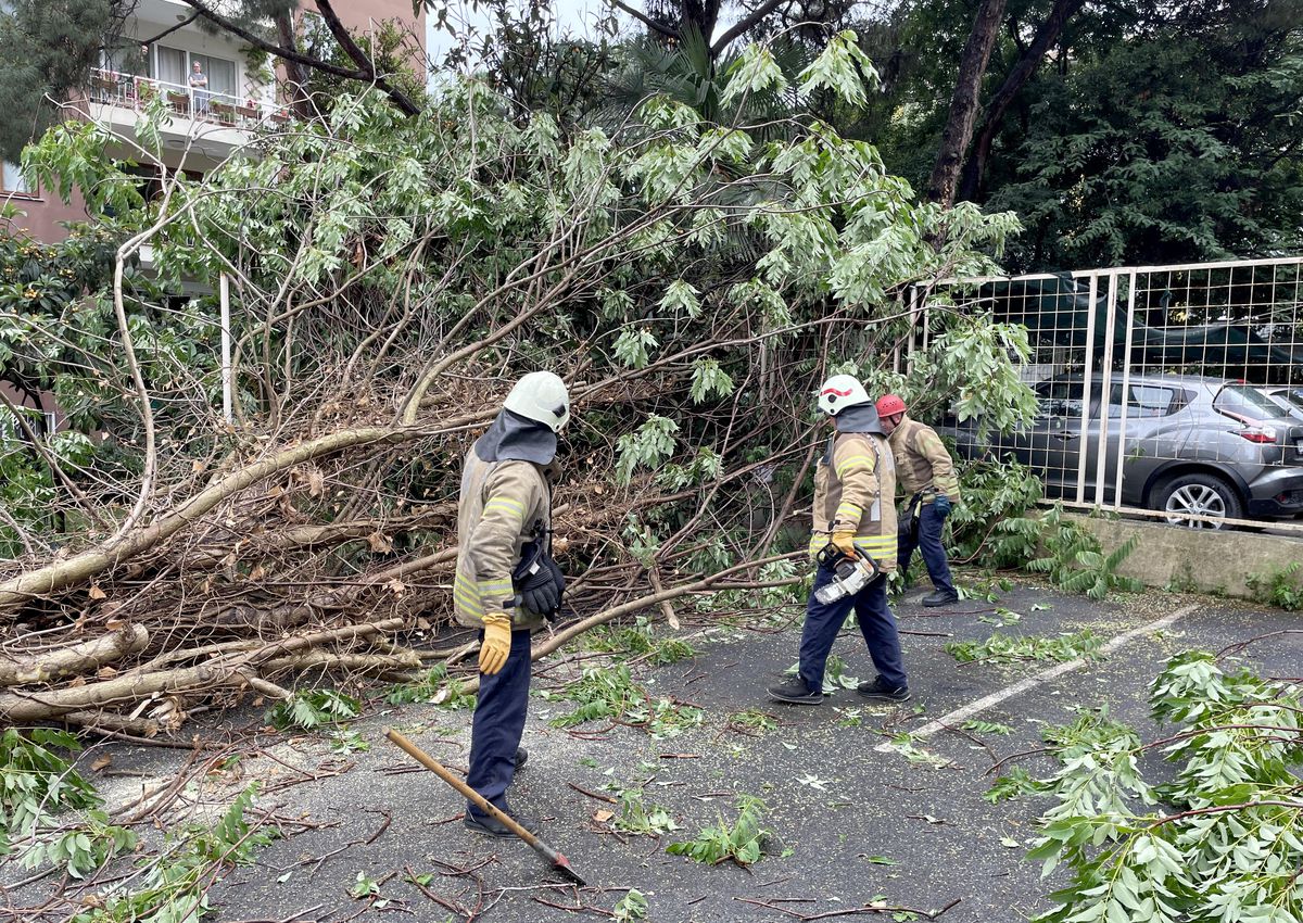 Devrilen ağaç 2 otomobile zarar verdi