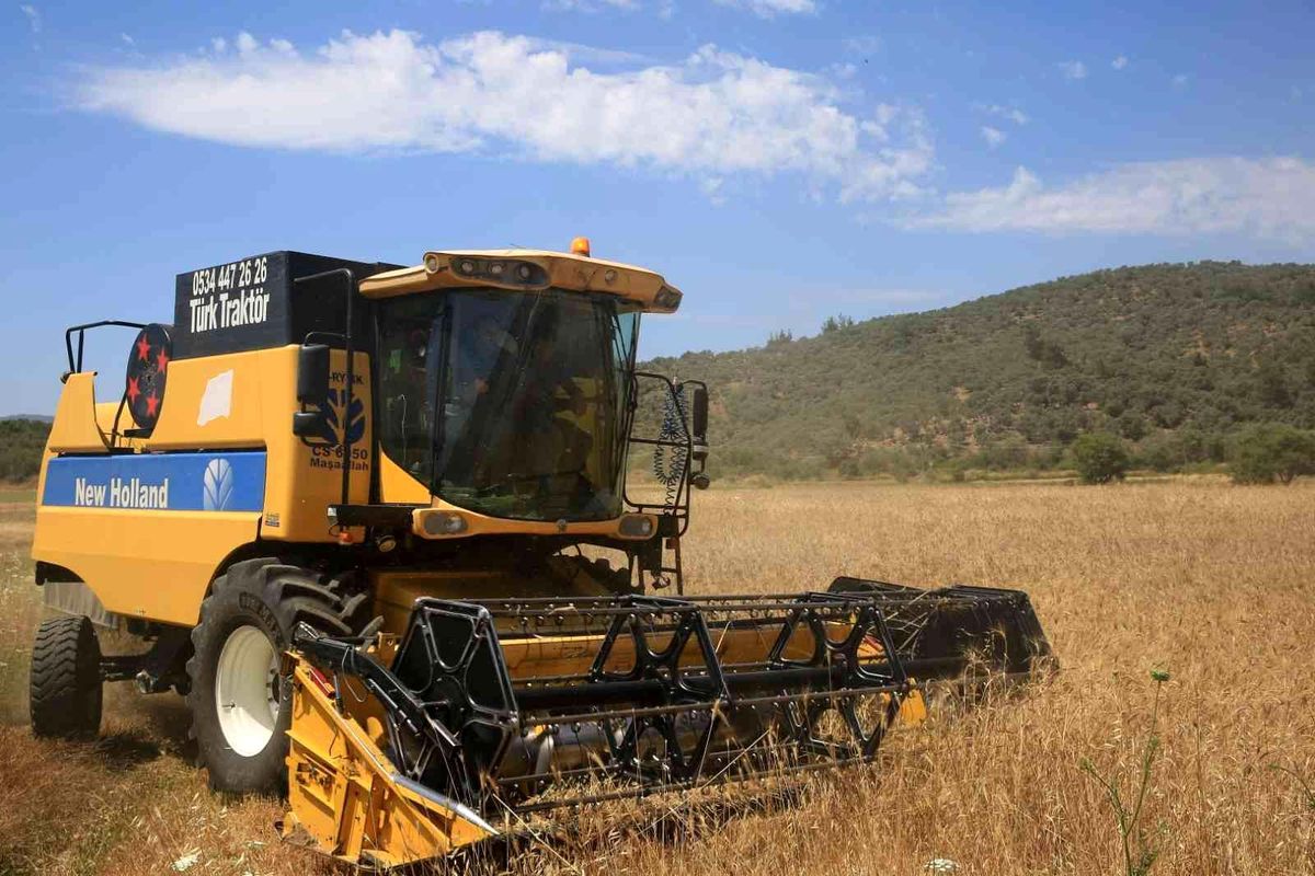 Karaova'da Karakılçık Buğdayı hasadı yapıldı