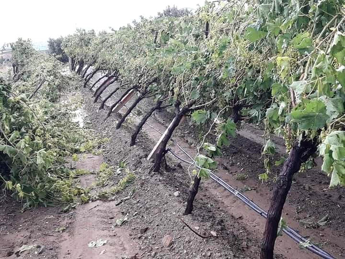 Manisa\'da şiddetli dolu yağışı bağlarda zarara yol açtı