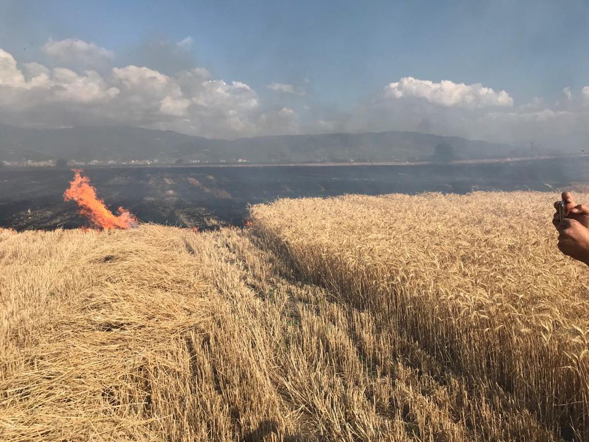 Osmaniye'de anız yangının sıçradığı 40 dekar ekili alan zarar gördü