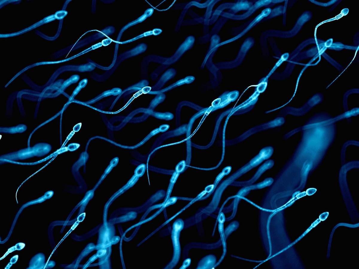 Sağlık araştırması: Vücudumuza karışan bazı kimyasallar erkeklerde sperm kalitesini düşürüyor