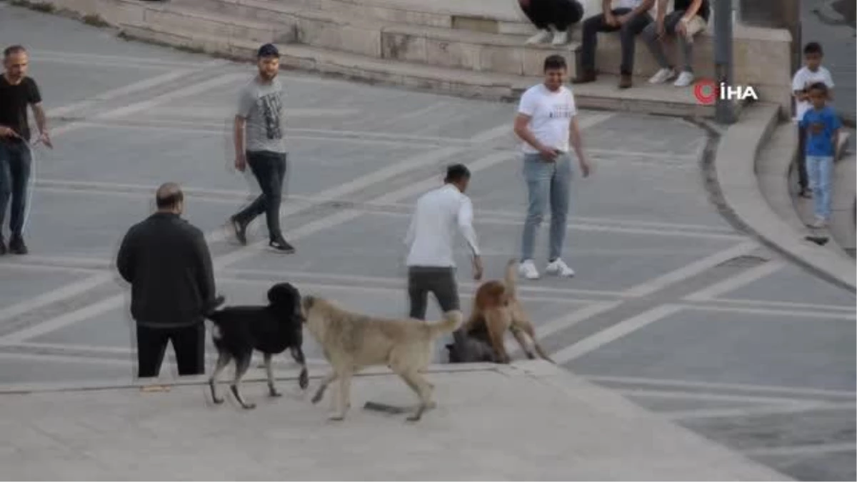 Vatandaşların sokakta boğuşan köpeklerle imtihanı kamerada