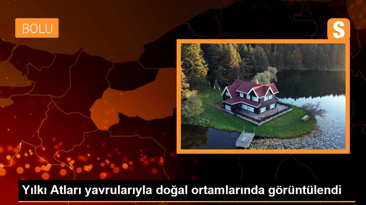 Yılkı Atları yavrularıyla doğal ortamlarında görüntülendi