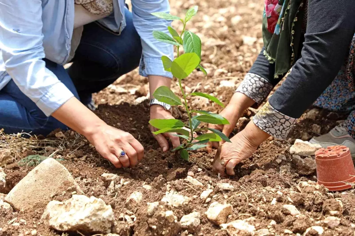 "Aronya" üreticiye alternatif olacak