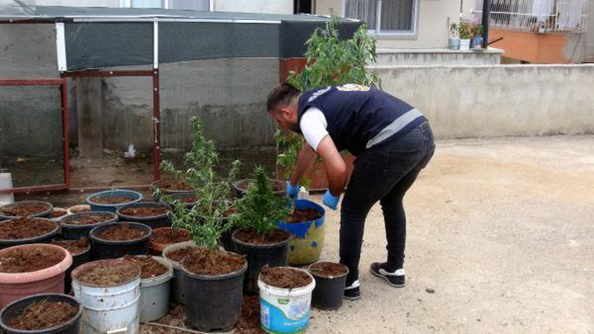 Evin çatısındaki kümesten 35 kök Hint keneviri çıktı, \'Kullanmak için\' dedi