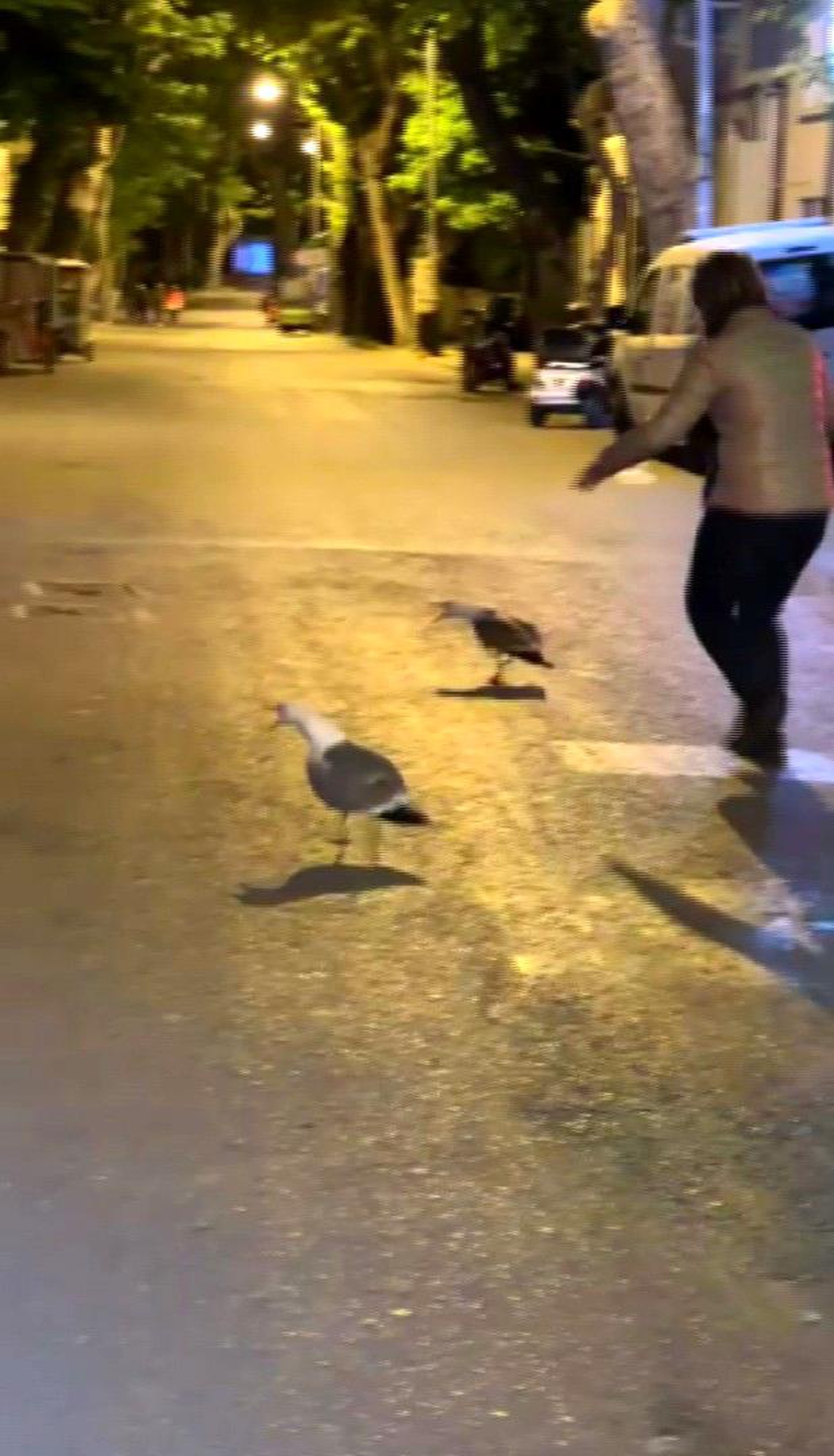 İstanbul\'da martılar kavga etti vatandaşlar ayırmaya çalıştı