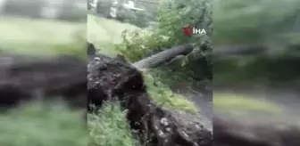 Şiddetli rüzgar ağaçları devirdi, çatıları uçurdu