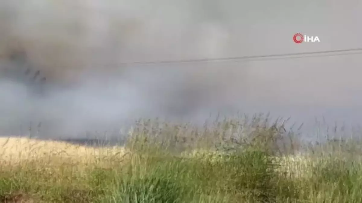 Yüksek gerilim hattı tellerinden çıkan kıvılcımlar buğday tarlasını kül etti