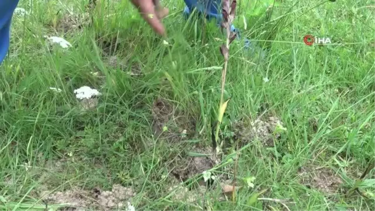 Arazisinde yetişen 'beyaz altın'ı kaçak topladılar