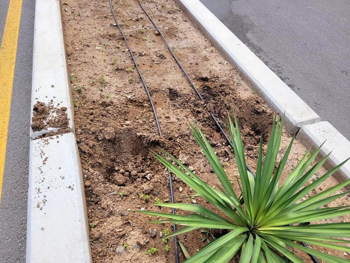 Cadde üzerindeki çiçeklere zarar veren şahıs gözaltına alındı