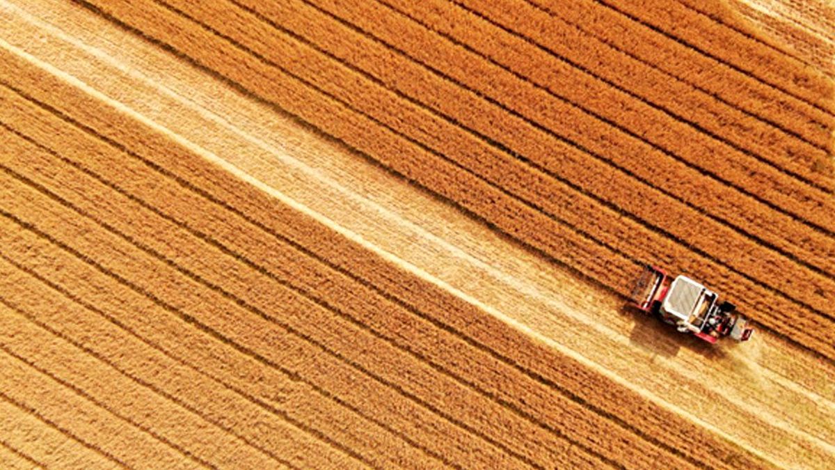 Çin'in Shandong Eyaletinde Buğday Hasadı