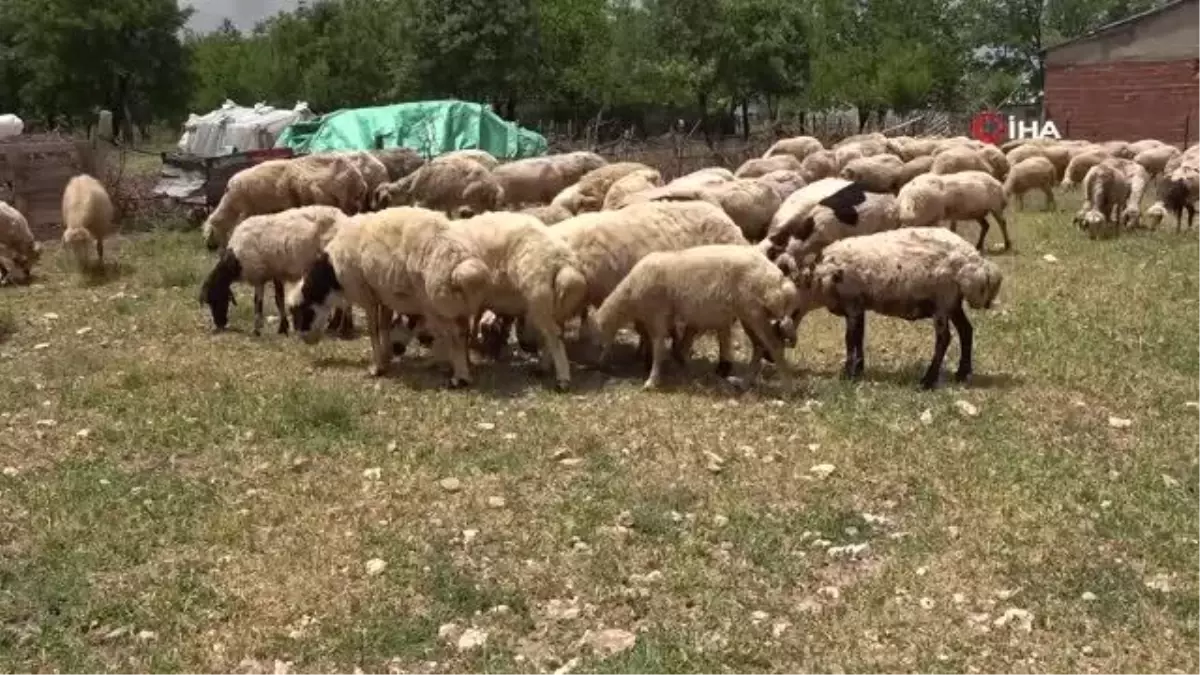 Elazığ\'da koyun kırkma mesaisi başladı: Eskiden servet değerinde olan yünler, şimdilerde yakılıyor