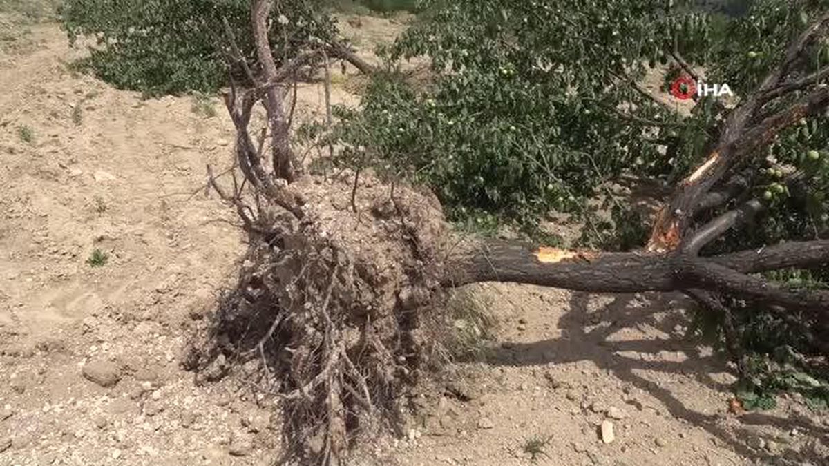 Hak iddia ettiği tarlada, 'Emeğim çok deyip' onlarca kayısı ağacını kökünden söktü