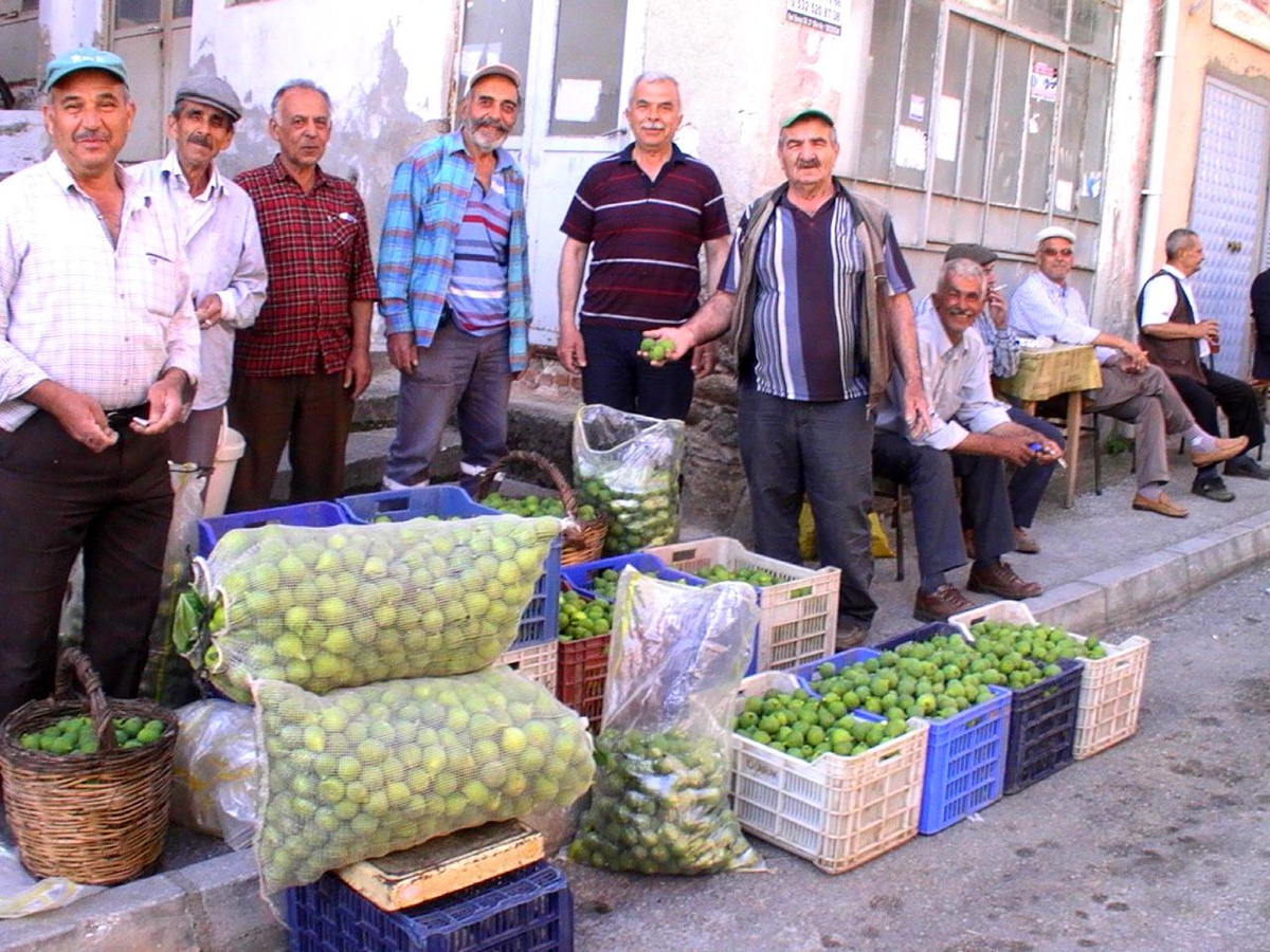 İlek sezonu başladı, kilosu 15 TL\'ye alıcı buluyor
