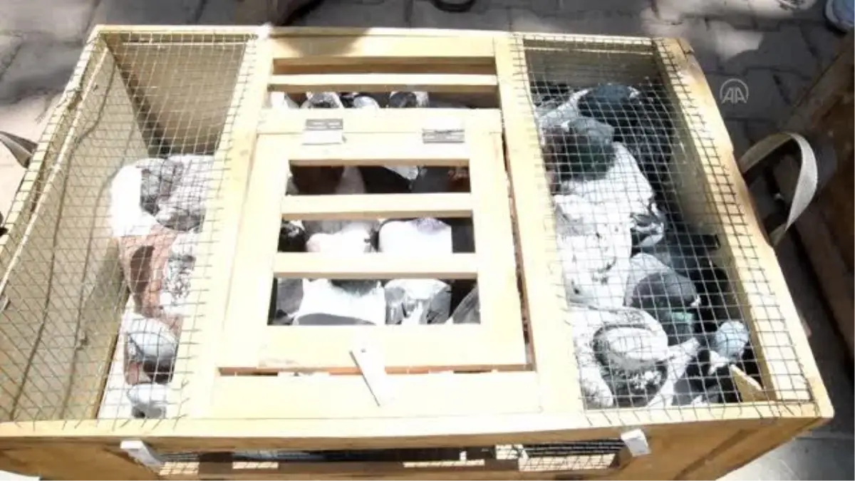 KAHRAMANMARAŞ - Jandarma Teşkilatının kuruluşunun 183. yılı nedeniyle 183 güvercin uçuruldu