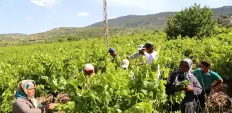 Konya'da üzüm yaprağı hasadı başladı