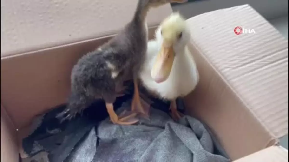 Malatya'da sağanak yağış hayvanları da vurdu