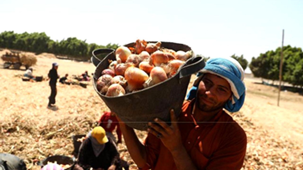 Mısır\'ın Fayoum Kentinde Soğan Hasadı