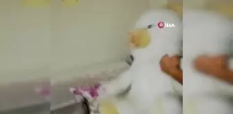 Şüphelenilen oyuncak ayının içinden silah çıktı