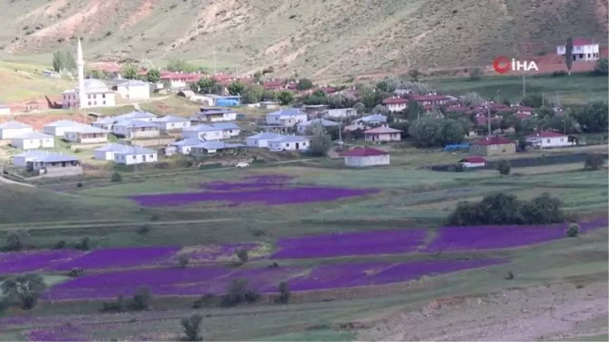 Yağışlar sonrası mor çiçeklerle bezenen tarlalar görenleri hayran bıraktı