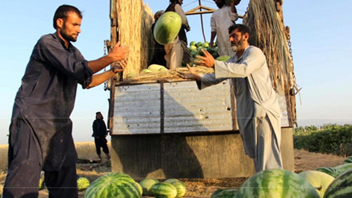 Afganistan\'ın Kunduz Vilayetinde Karpuz Hasadı