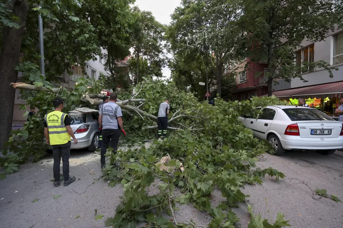 Park halindeki aracın üzerine ağaç devrildi