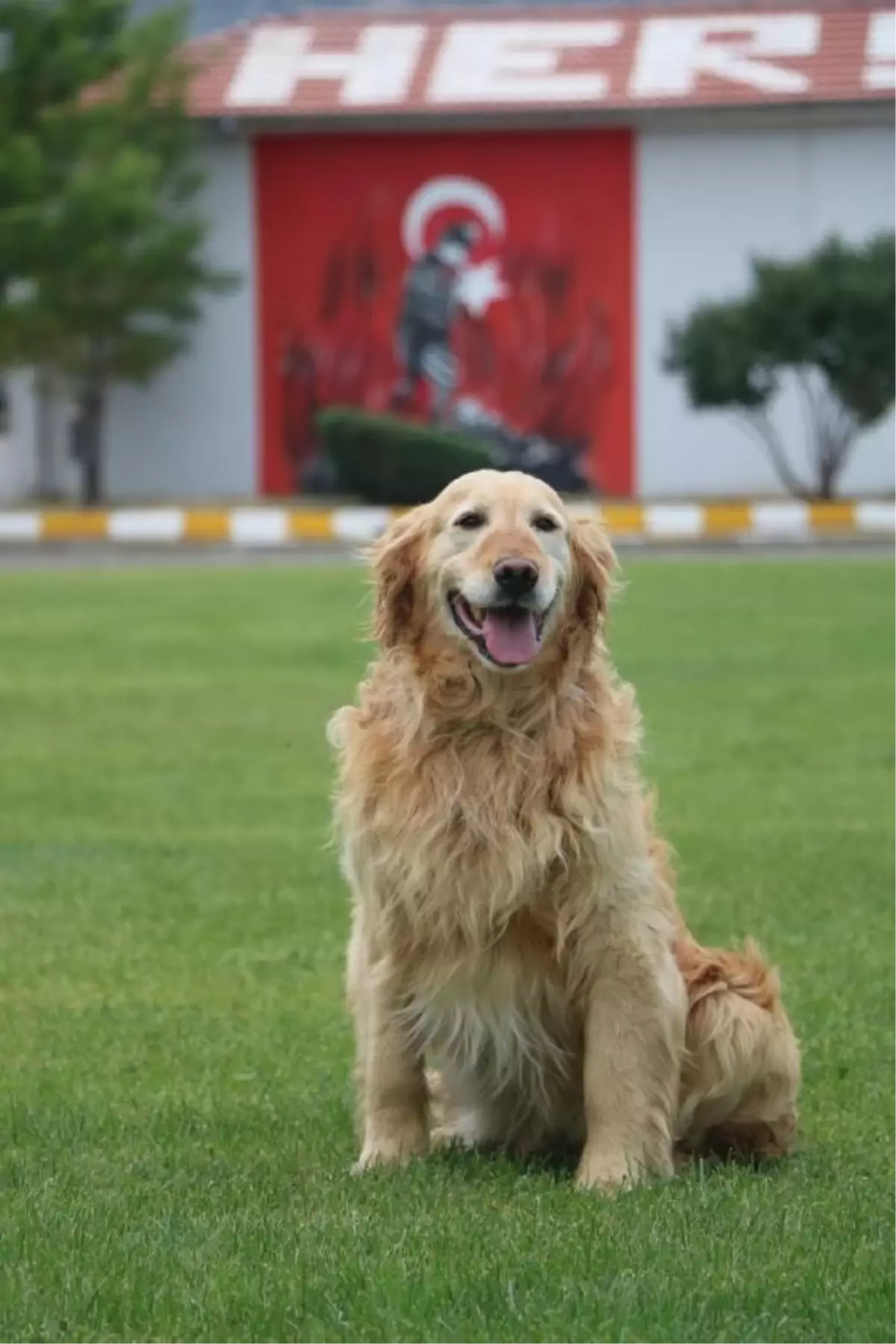 Arama kurtarma köpeği Bulut, yaş pasta kesilerek emekli edildi