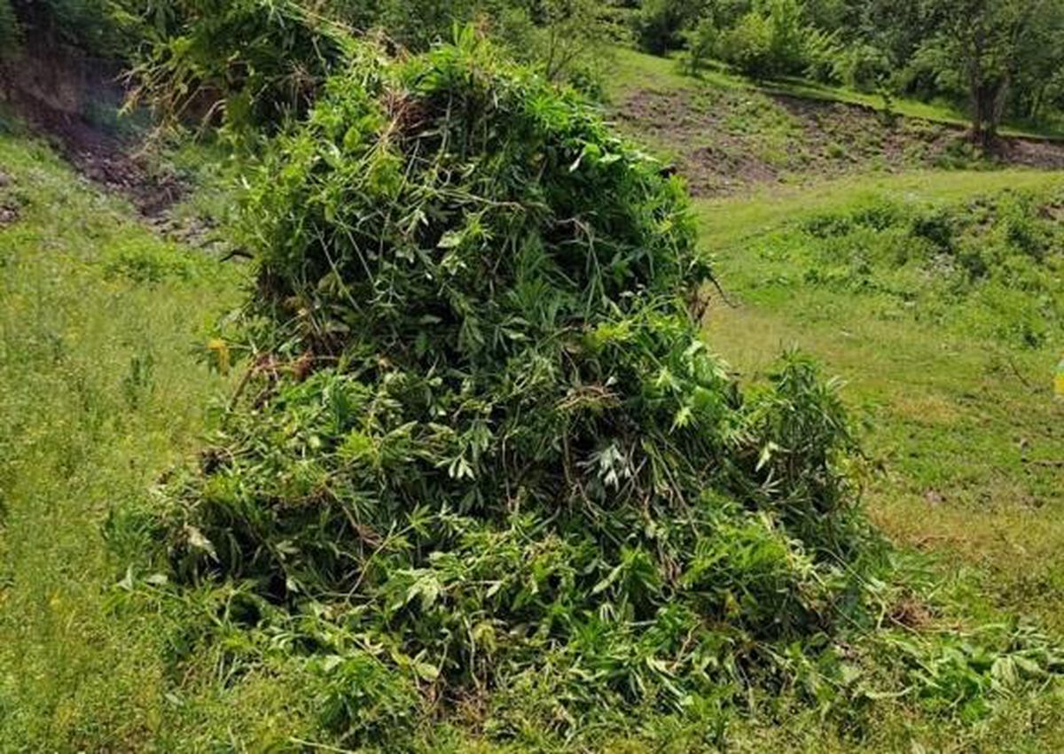 Ardahan'da 5 bin 340 kök Hint keneviri imha edildi