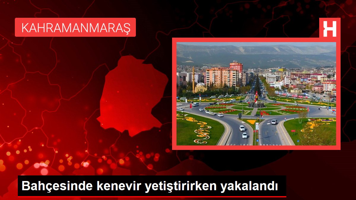 Bahçesinde kenevir yetiştirirken yakalandı